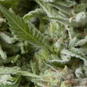 Auto Alpujarreña (Pyramid Seeds) Feminiserade