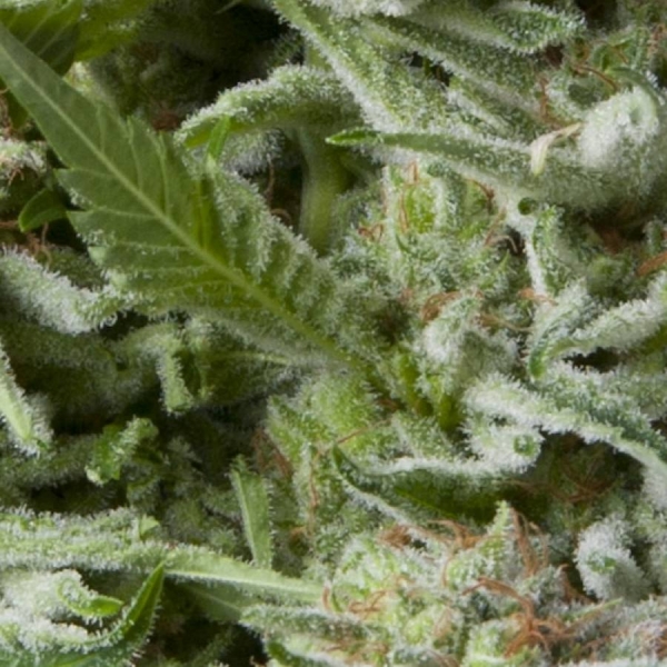 Auto Alpujarreña (Pyramid Seeds) Feminiserade