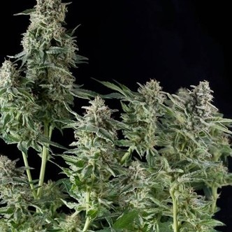 Northern Lights (Pyramid Seeds) feminiserade