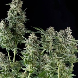 Northern Lights (Pyramid Seeds) Feminiserade