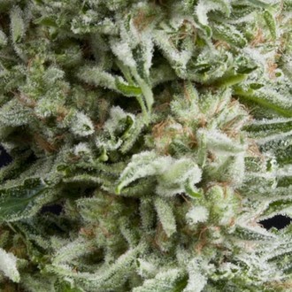 Auto Amnesia Gold (Pyramid Seeds) Feminiserade