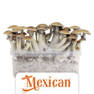 Zamnesia Classic Grow Kit &rdquo;Mexican&rdquo;