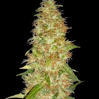 Moon Walker Kush (Spliff Seeds) Feminiserade