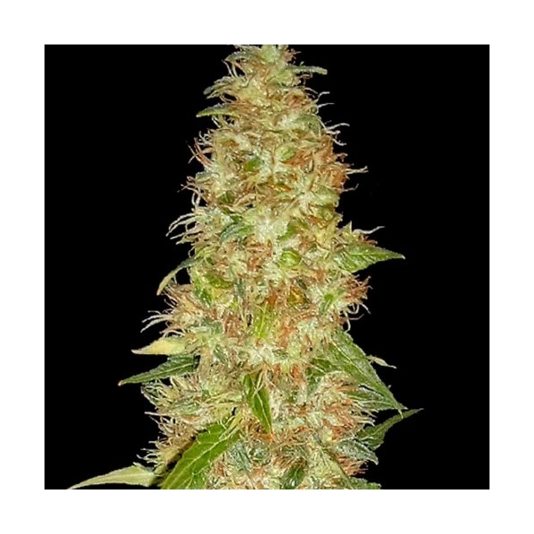 Moon Walker Kush (Spliff Seeds) Feminiserade