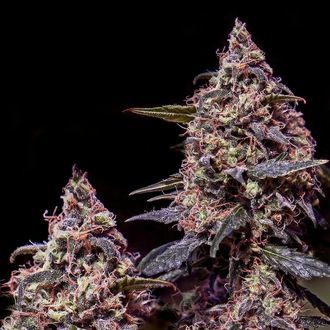 Somango 47 (Positronics) Feminiserade
