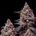 Somango 47 (Positronics) Feminiserade