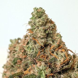 Super Cheese (Positronics) feminiserade