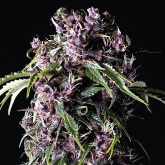 Purple fr&ouml;n (Pyramid Seeds) feminiserade