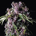 Purple frön (Pyramid Seeds) Feminiserade