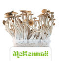 Zamnesia Classic Grow Kit "McKennaii"