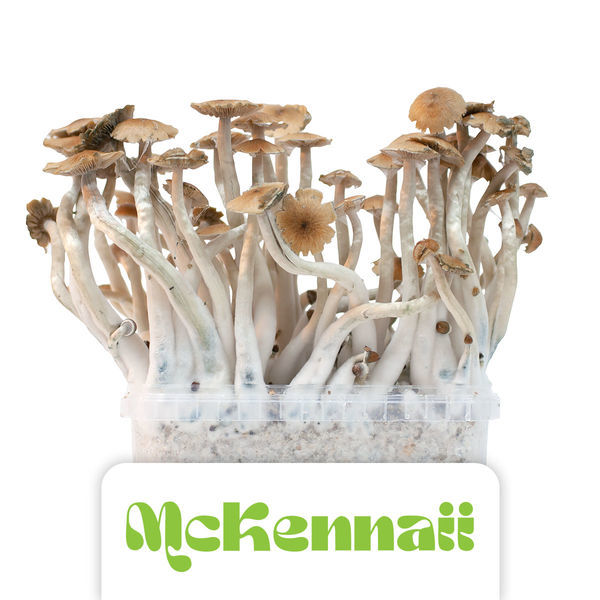Zamnesia Classic Grow Kit "McKennaii"