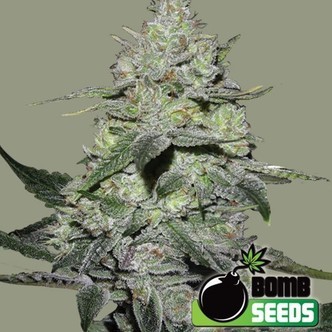 Gorilla Bomb (Bomb Seeds) feminiserade cannabisfr&ouml;n