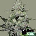 Gorilla Bomb (Bomb Seeds) Feminiserade