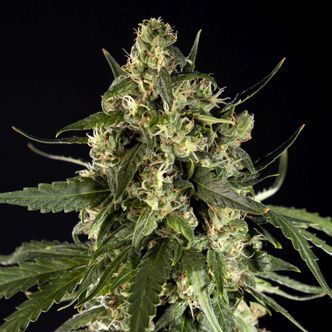 Lemon Auto CBD (Philosopher Seeds) feminiserade