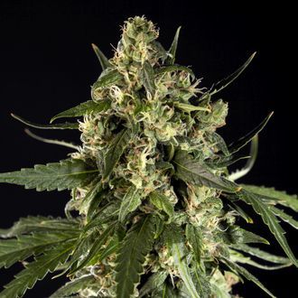 Lemon Auto CBD (Philosopher Seeds) Feminiserade