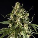 Lemon Auto CBD (Philosopher Seeds) Feminiserade