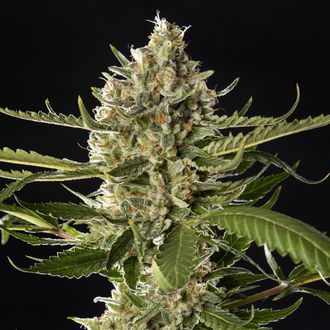 Lemon OG Candy (Philosopher Seeds) Feminiserade
