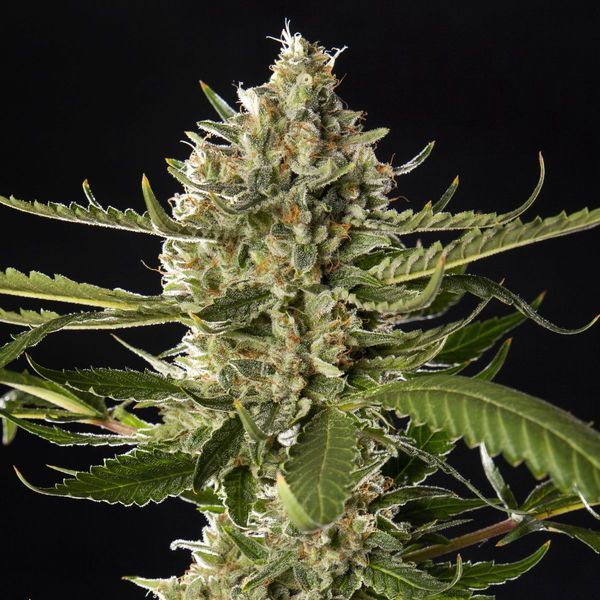 Lemon OG Candy (Philosopher Seeds) Feminiserade