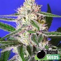 Edam Bomb (Bomb Seeds) Feminiserade