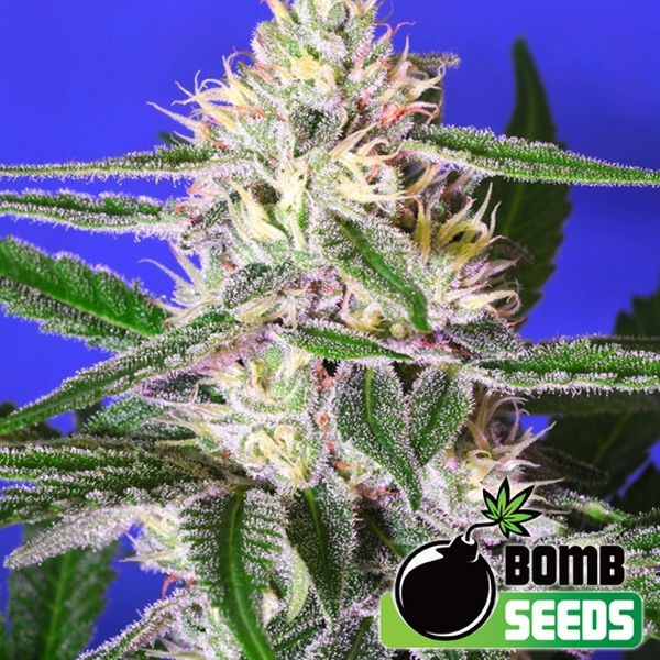 Edam Bomb (Bomb Seeds) Feminiserade
