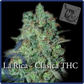 La Rica Classic THC (Elite Seeds) feminiserade