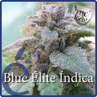 Blue Elite Indica (Elite Seeds) Feminiserade