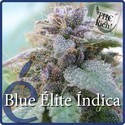 Blue Elite Indica (Elite Seeds) Feminiserade