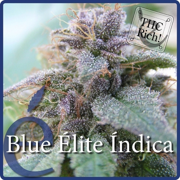 Blue Elite Indica (Elite Seeds) Feminiserade