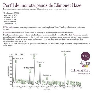 Llimonet Haze Classic THC (Elite Seeds) Feminiserade
