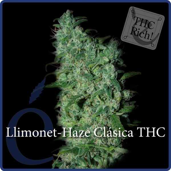Llimonet Haze Classic THC (Elite Seeds) Feminiserade