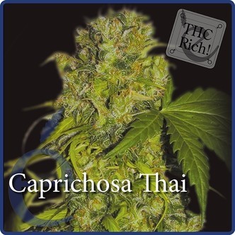 Caprichosa Thai (Elite Seeds) feminiserade