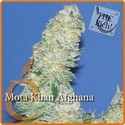 Mota Khan Afghana (Elite Seeds) Feminiserade