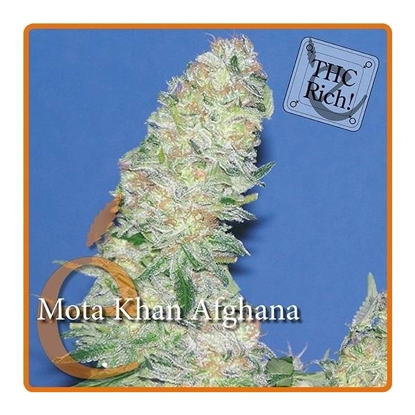 Mota Khan Afghana (Elite Seeds) Feminiserade