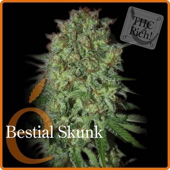 Bestial Skunk (Elite Seeds) feminiserade