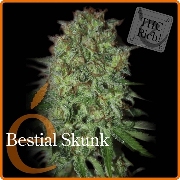 Bestial Skunk (Elite Seeds) Feminiserade