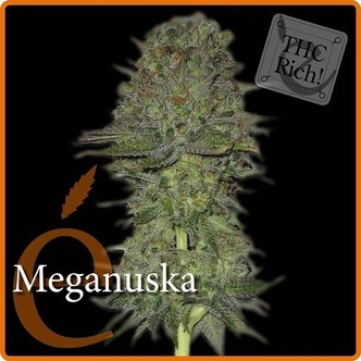 Meganuska (Elite Seeds) feminiserad
