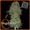 Meganuska (Elite Seeds) Feminiserade