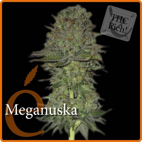Meganuska (Elite Seeds) Feminiserade