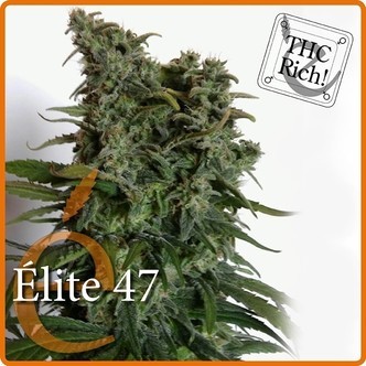 Elite 47 (Elite Seeds) feminiserade