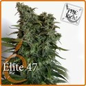 Elite 47 (Elite Seeds) Feminiserade