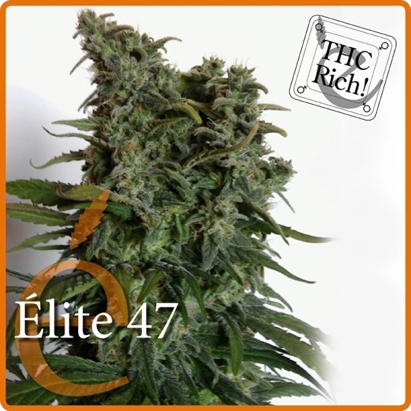 Elite 47 (Elite Seeds) Feminiserade
