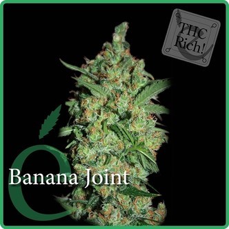Banana Joint (Elite Seeds) feminiserade cannabisfr&ouml;n