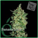 Banana Joint (Elite Seeds) Feminiserade