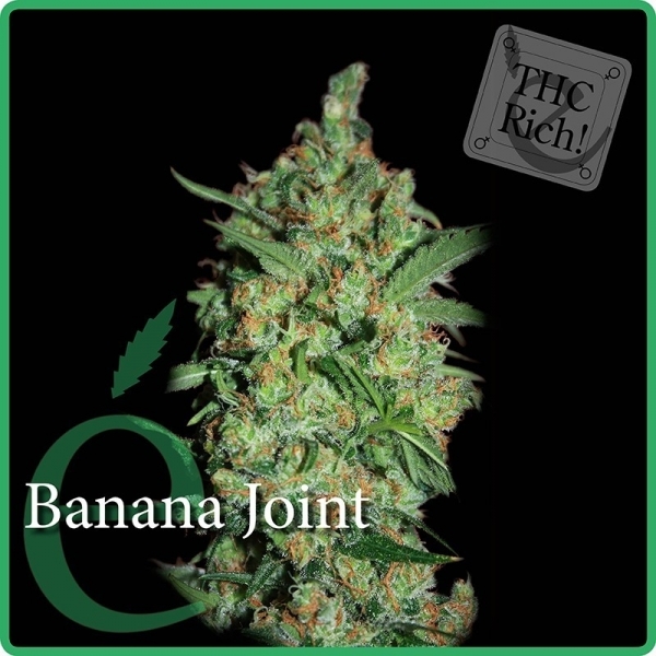 Banana Joint (Elite Seeds) Feminiserade