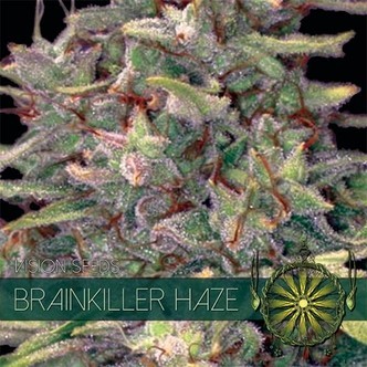 Brainkiller Haze (Vision Seeds) feminiserade cannabisfr&ouml;n