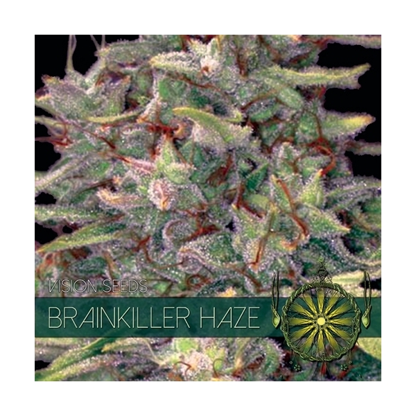Brainkiller Haze (Vision Seeds) Feminiserade