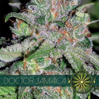 Doctor Jamaica (Vision Seeds) feminiserade