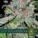 Doctor Jamaica (Vision Seeds) Feminiserade