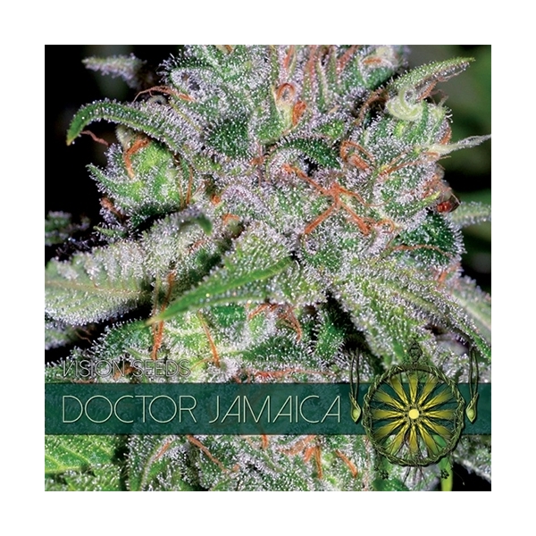 Doctor Jamaica (Vision Seeds) Feminiserade