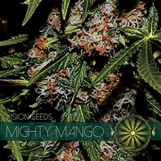 Mighty Mango Bud (Vision Seeds) feminiserade